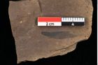 Foto (Detailansicht) von Pinus hepios Unger (NHMW-GEO-2024-0188-0224)